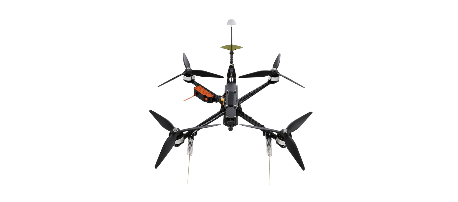 Wild Hornets 10-inch